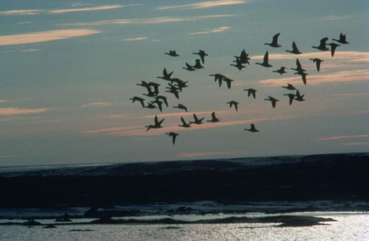 waterfowl, flying, birds, sky, Arctic