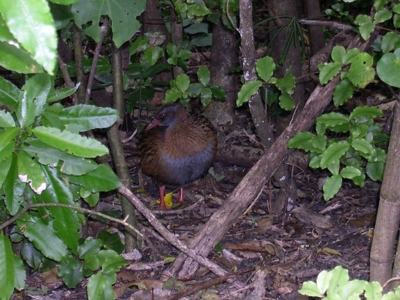weka, oiseau, Zealand