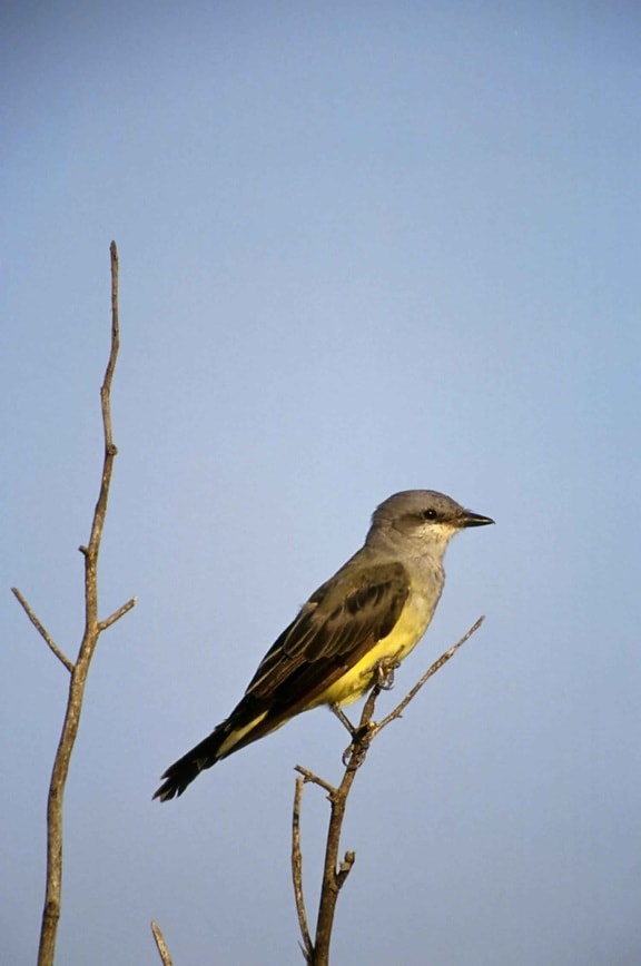 Западна, kingbird, tyrannus verticalis
