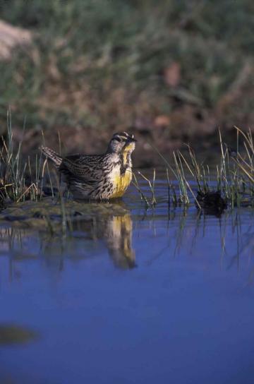 Western meadowlark, pasăre, apă, sturnella neglecta