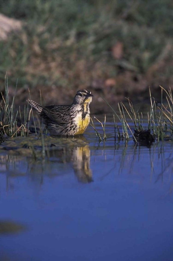 western, meadowlark, bird, water, sturnella neglecta
