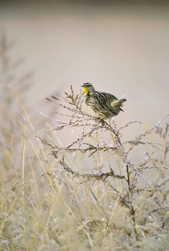 ตะวันตก meadowlark นก สาขา sturnella neglecta