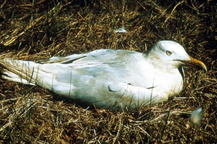 bílý pták, pozemní, hnízdo