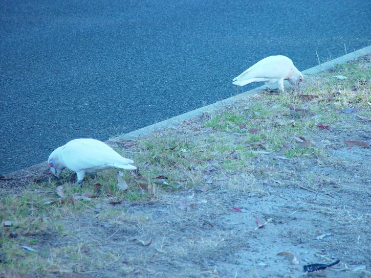 ホワイト、corellas、道端に、神奈川県