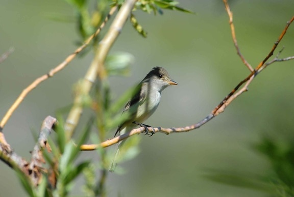 willow, flycatcher empidonax, traillii, small, insect, eating, bird, branch