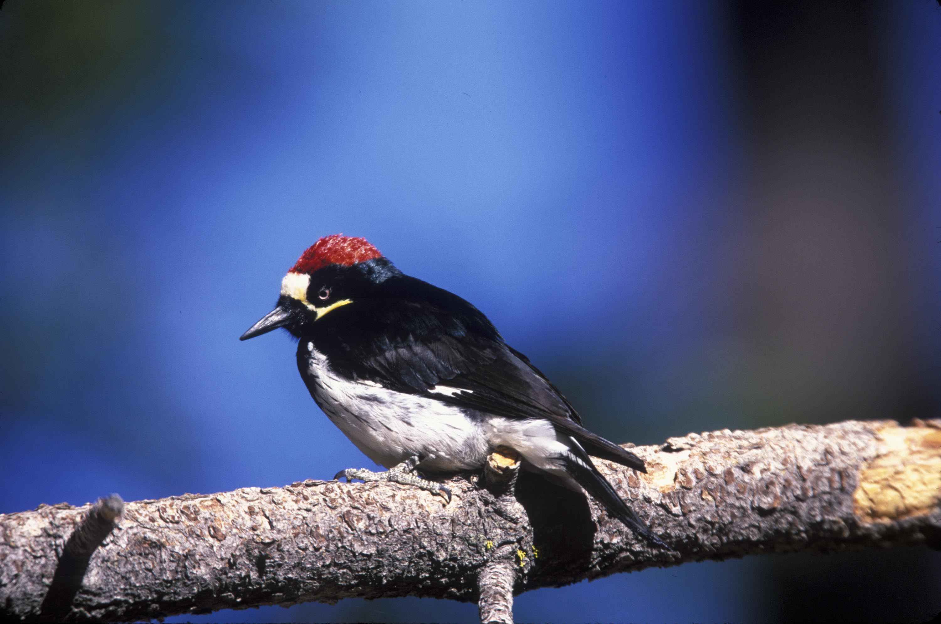 Птица мужского рода. Дятел красногрудый. Красногрудый дятел сосун. Melanerpes formicivorus. Желудевый дятел.