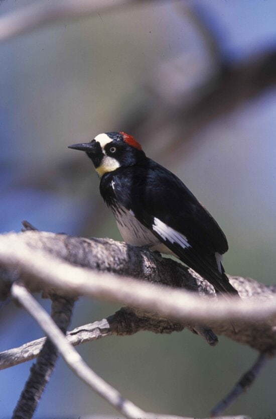 acorn, woodpecker, up-close, bird, melanerpes formicivorus