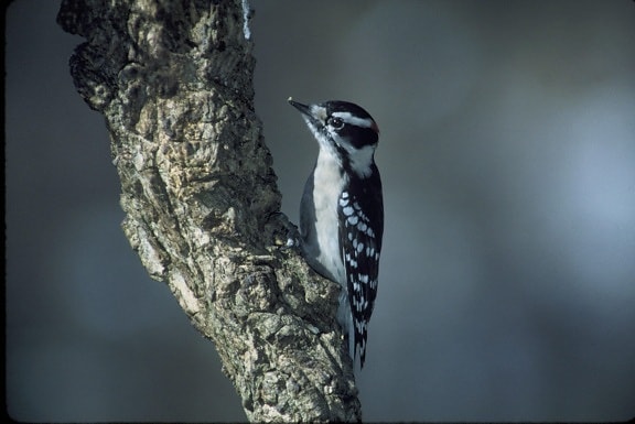 downy, woodpecker, bird, branch