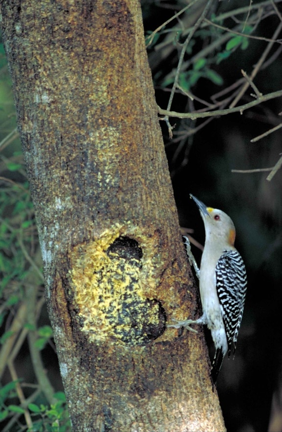 golden, fronted, woodpecker, bird, melanerpes aurifrons
