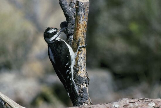 hairy, woodpecker, clinging, dead, branch, tree, picoides villosus