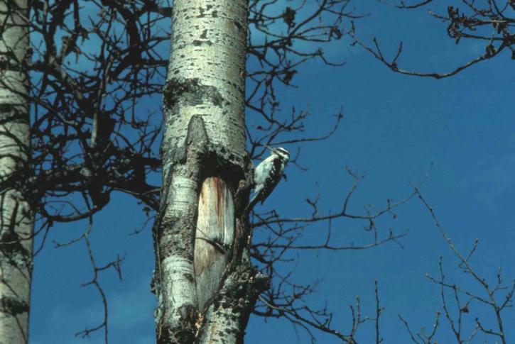 ไร้ขน นกหัวขวาน ต้นไม้ picoides villosus