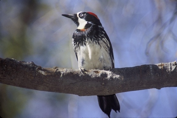 male, acorn, woodpecker