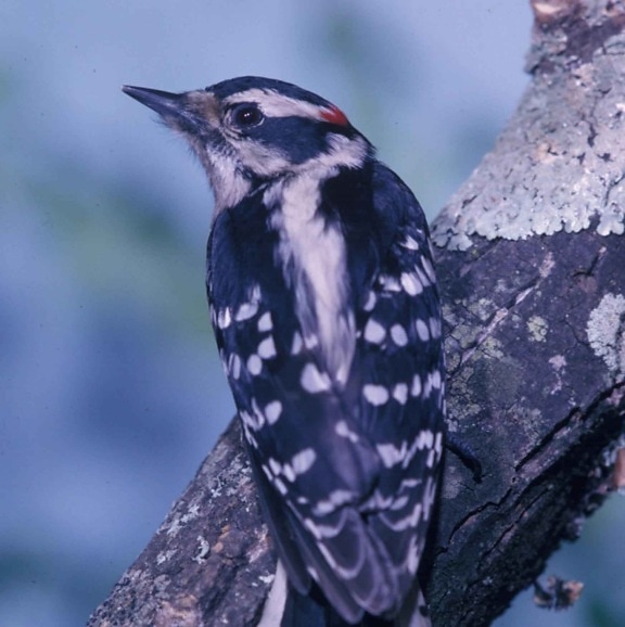 picoides pubescens, bird, downy, woodpecker, tree