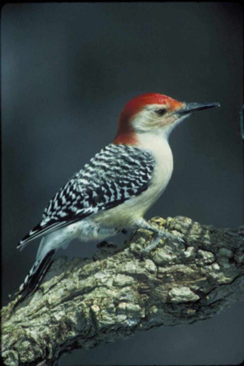 Free picture: red, bellied, woodpecker, bird, melanerpes carolinus