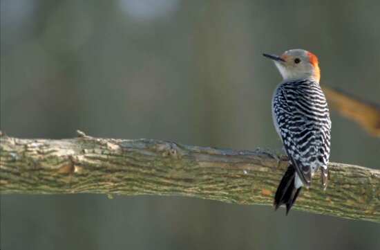 red, bellied, woodpecker, melanerpes carolinus, bird, sitting, branch