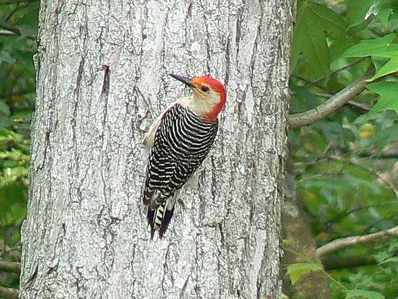 red, bellied, woodpecker, tree, bark