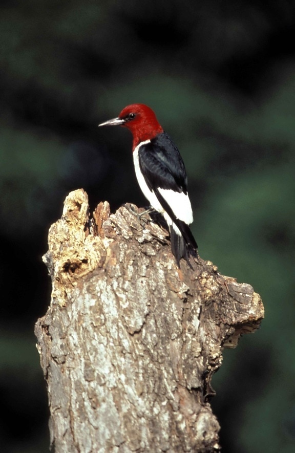 red, headed, woodpecker, bird, melanerpes erythrocephalus
