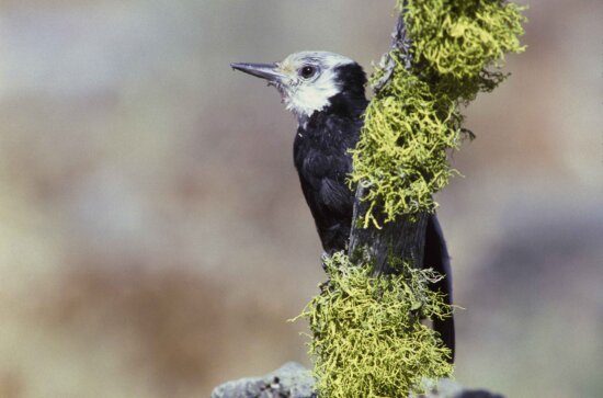 white, headed, woodpecker, bird, male, picoides albolarvatus