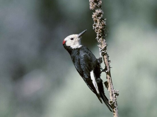 white, headed, woodpecker, picoides albolarvatus