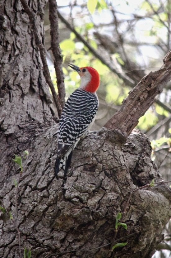 woodpecker, bright red, head, sitting, tree