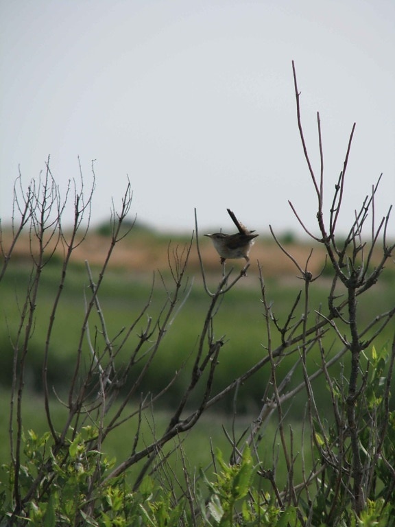 Marsh wren, bush