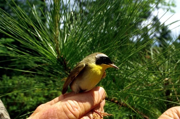 yellowthroat 鳥