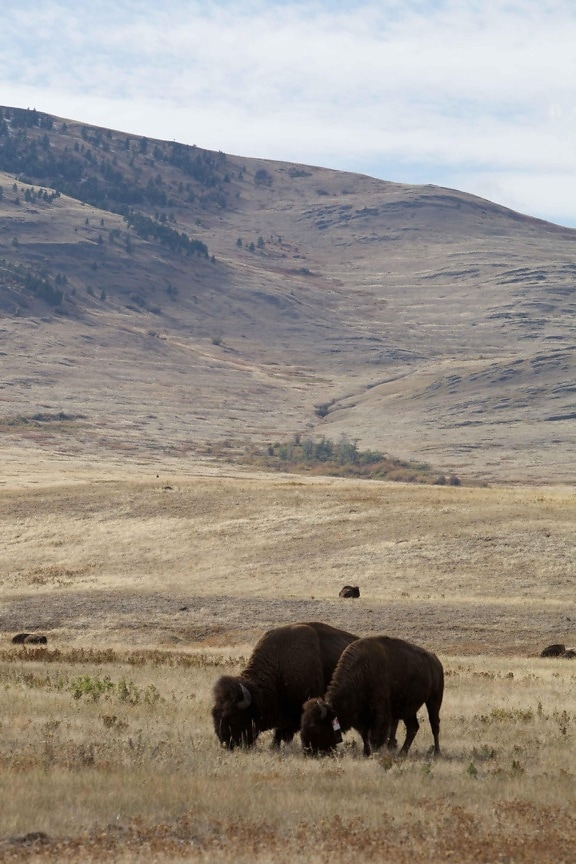 scenic, landscape, bison, pair, grazing, field, national, bison, range
