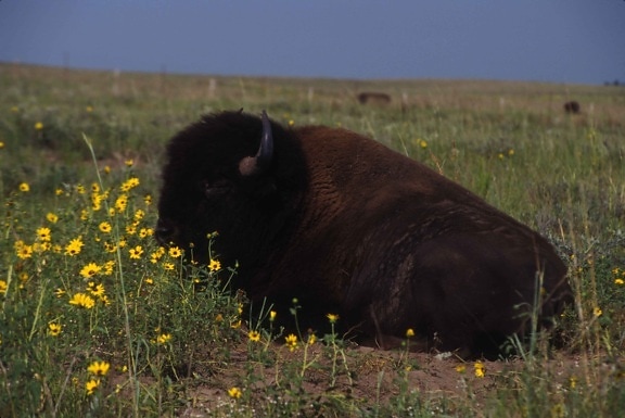 American, bison