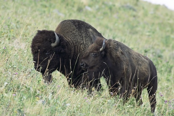 American, bison, bizon