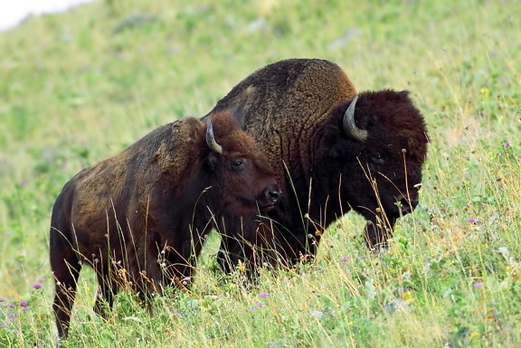American, bison, female