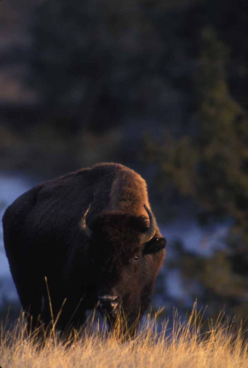 Free picture: adult, bison, walking, field