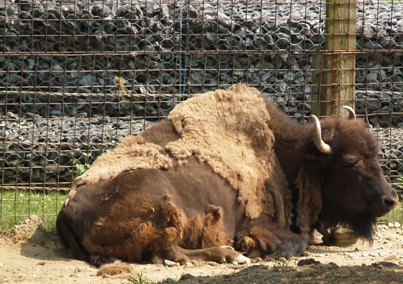 bizoni, odpočinek, zoo, Amerika