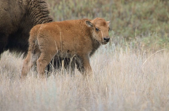 bison, kalv