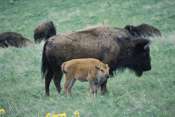 bison, cow, calf