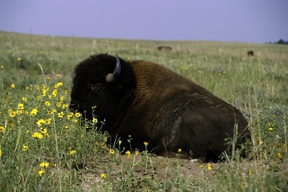 bison, jesť, tráva, pole