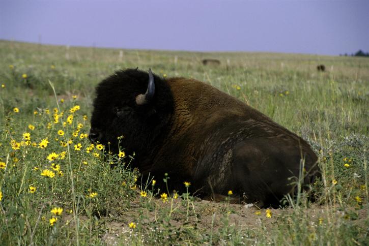 bison, eating, grass, field