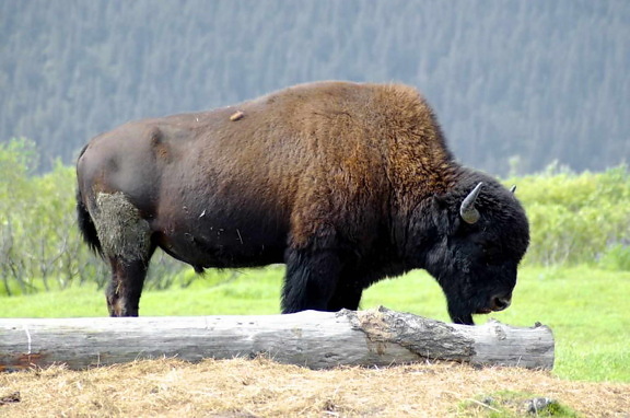 bison, gratuit, photo