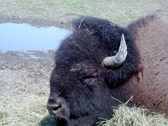 bò rừng bizon, đầu, chi tiết, hình ảnh