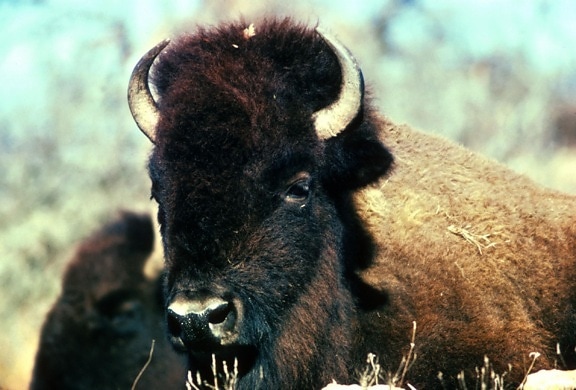 bison, head, horns