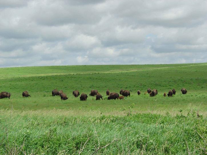 bison, herd, grazing