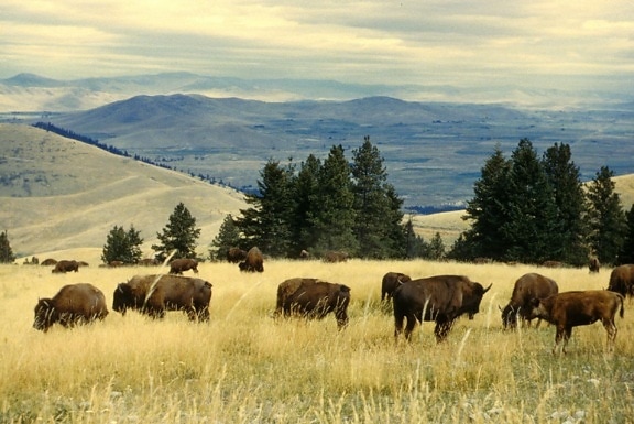 bisonte, manada, pastos, nacional, bisonte, rango