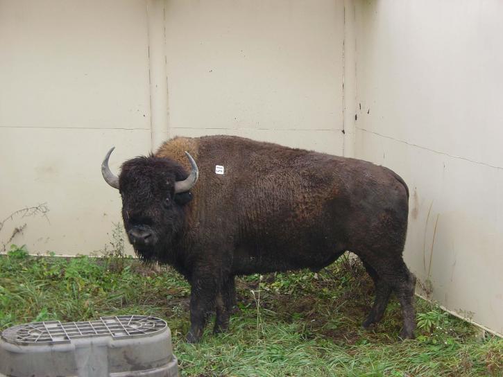 bison, tenue, stylo