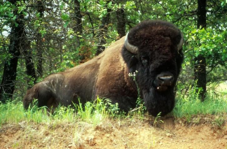 bison, male, front, side
