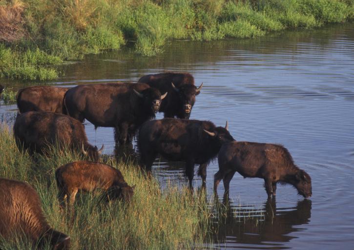 bison, river