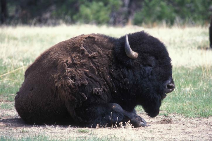 bison, rests, grass