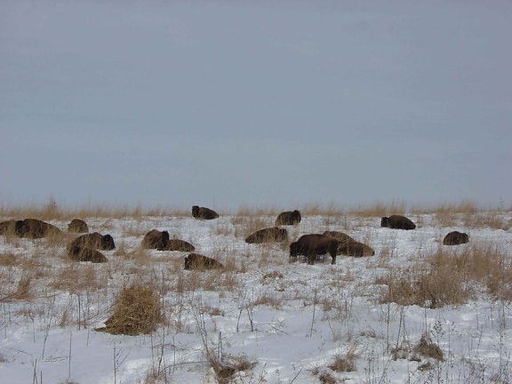 bison, sleeping, snowy, hillside