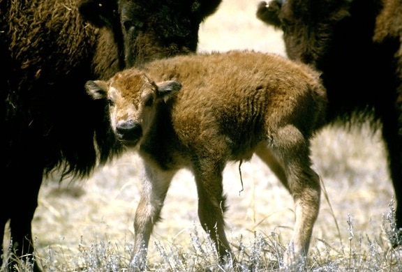 bison, calf, cute, animal