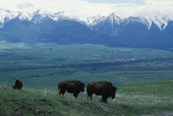 bisons, grazing