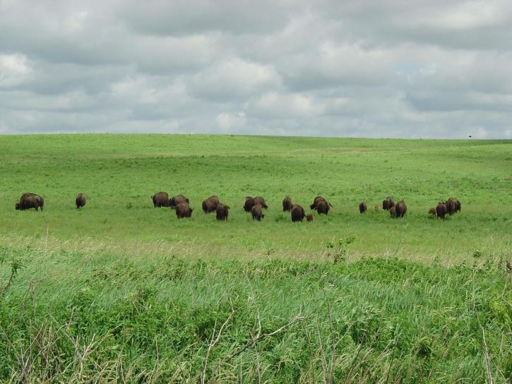 bisons, field