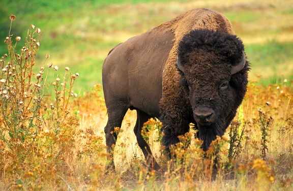 buffalo, American, animal